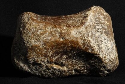 Dinosaur bone - Image 4