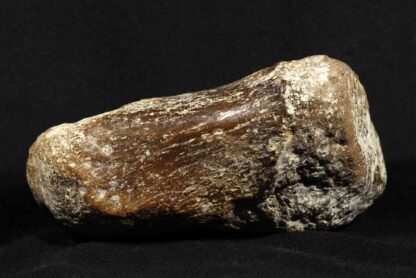 Dinosaur bone - Image 3