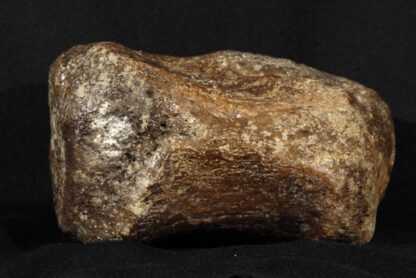 Dinosaur bone - Image 2